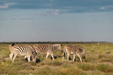 zebra in wild savannah, Animal of africa