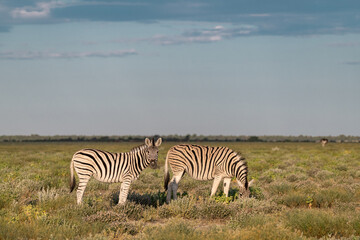 Fototapeta premium zebra in wild savannah, Animal of africa