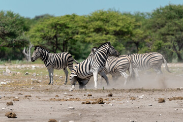 zebra in wild savannah, Animal of africa