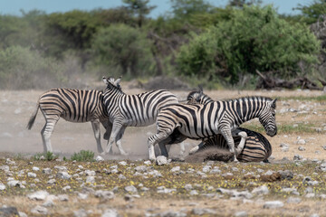 zebra in wild savanna, Animal of africa