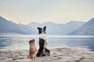 A Border Collie and a small dog sit closely together on a stone pier, gazing at the serene lake...