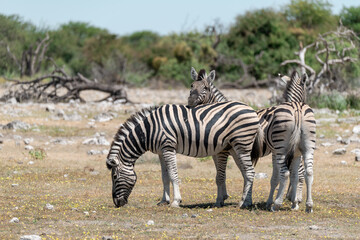 zebra in wild savanna, Animal of africa