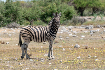 zebra in wild savanna, Animal of africa