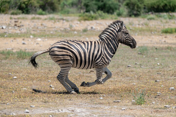 zebra in wild savanna, Animal of africa