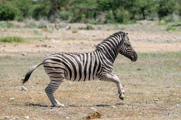 Naklejka premium zebra in wild savanna, Animal of africa