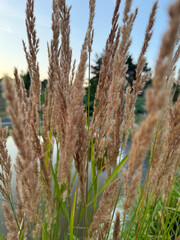 Fototapeta premium A field of tall grass with a blue sky in the background. The grass is dry and brown, giving the image a sense of desolation and emptiness