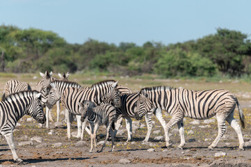 Zebra Family with Cub in African Savannah