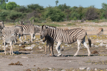 Zebra Family with Cub in African Savannah