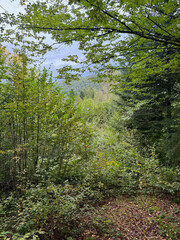 Obraz premium A forest with a view of the mountains. The trees are green and the sky is cloudy