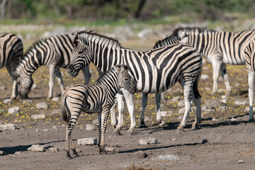 Zebra Family with Cub in African Savannah