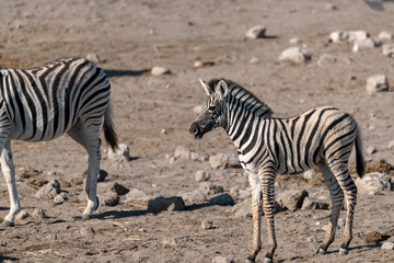 Zebra Family with Cub in African Savannah