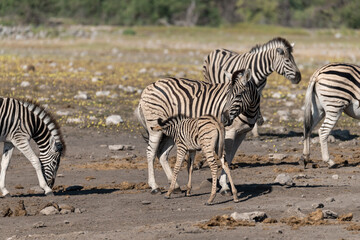 Zebra Family with Cub in African Savannah