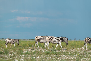 Naklejka premium Zebra Family with Cub in African Savannah