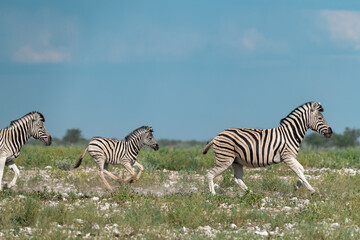 Zebra Family with Cub in African Savannah