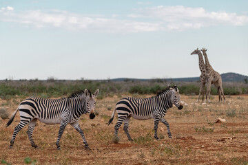 Zebra Family with Cub in African Savannah