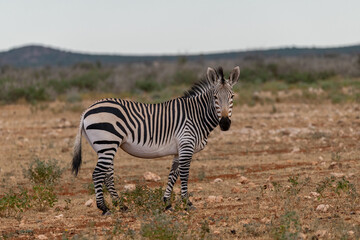Zebra Family with Cub in African Savannah