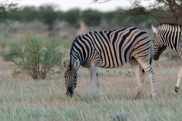 Zebra Family with Cub in African Savannah