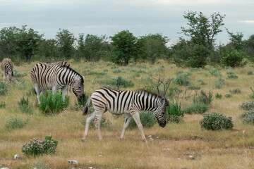 Fototapeta premium Zebra Family with Cub in African Savannah