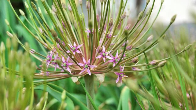 Allium Flower in a Garden.Allium schubertii family Alliaceae.Onion flower. 4k footage