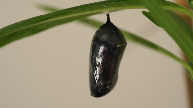 Monarch butterfly metamorphosis: chrysalis transformation captured in stunning detail