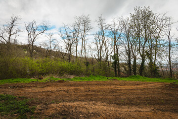 Clearing of dense woodland area reveals fresh earth and green foliage under cloudy sky in early...