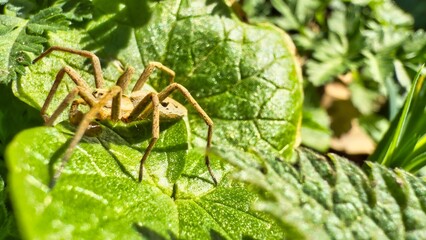 Spider walking on green leaf in pyrenees mountains.