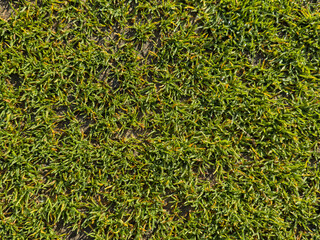 Green grass covering soil in pyrenees mountains creating natural texture.