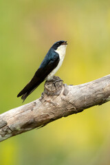 Blue-and-white swallow (Pygochelidon cyanoleuca) is a passerine bird that breeds from Nicaragua south throughout South America, except in the deserts and the Amazon Basin
