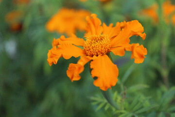 Marigold is an odorous plant