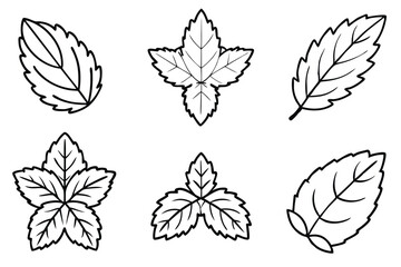 Mint Leaf Line Art Detailed Illustration for Artistic Visual Work  