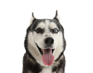 Adorable Husky dog on white background