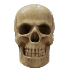 Fototapeta premium Realistic human skull model on white background