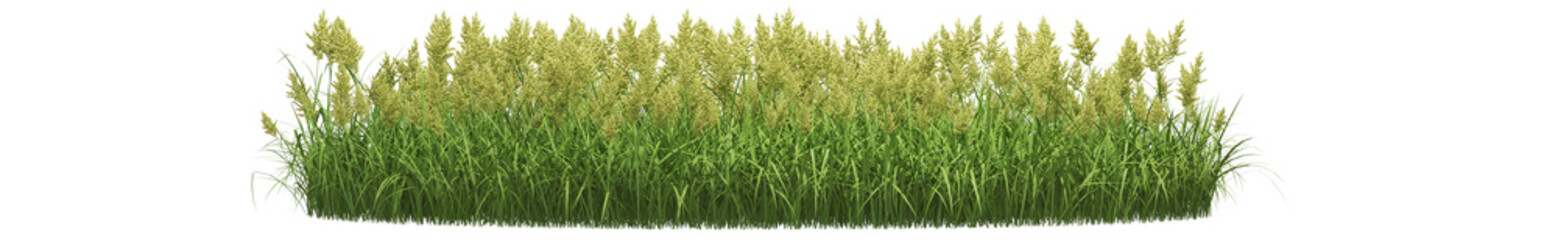 Lush green grass with tall seed heads