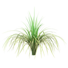 Vibrant ornamental grass on white background