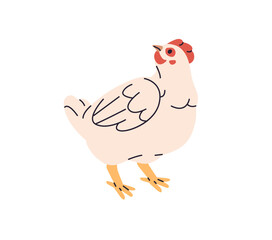 Cute village chicken stands. Funny hen in ranch, country. Feathered farm animal, domestic bird, poultry, fowl, livestock with plumage on barnyard. Flat isolated vector illustration on white background