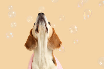 Funny Beagle dog with towel and soap bubbles on beige background
