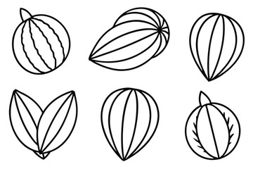Melon Leaf Line Art Detailed Design for Creative Illustration Artwork  