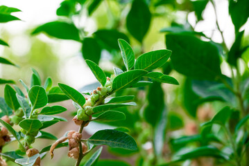 Ashwagandha plant or withania somnifera plant is ayurvedic medical plant