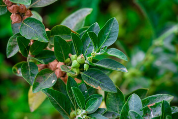 Ashwagandha plant or withania somnifera plant is ayurvedic medical plant