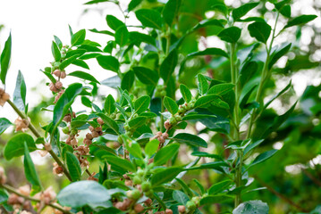 Ashwagandha plant or withania somnifera plant is ayurvedic medical plant