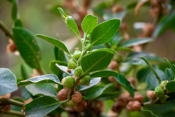 Ashwagandha plant or withania somnifera plant is ayurvedic medical plant