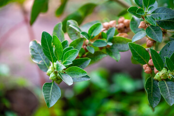 Ashwagandha plant or withania somnifera plant is ayurvedic medical plant