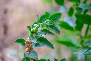 Ashwagandha plant or withania somnifera plant is ayurvedic medical plant