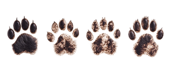 Pack of Pawprint Set Against Transparent Background for Pet, Animal, or Logo Design Projects