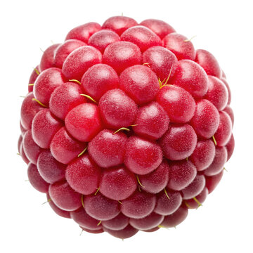 A single ripe red raspberry isolated on Trensprent Background close up view showing the texture and detail of the fruit