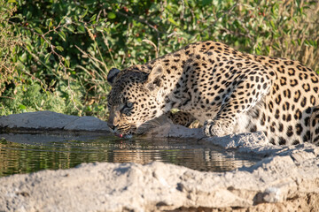 Leopard drinking at a waterhole, Botswana