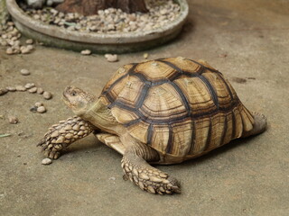 The Tortoise Enthusiastically Exploring Its Unique Natural Habitat in the Wild Outdoors