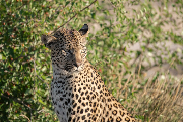 Leopard drinking at a waterhole, Botswana