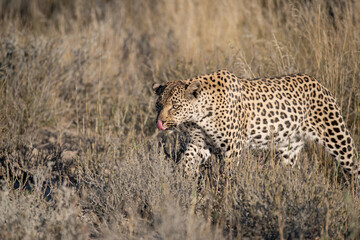 Leopard drinking at a waterhole, Botswana