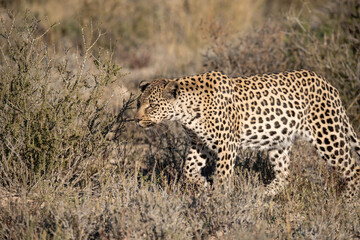 Leopard drinking at a waterhole, Botswana